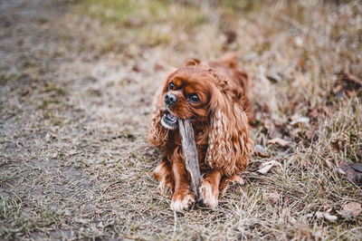 Portrait of dog on field