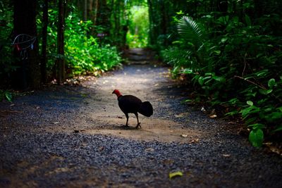 Bird on dirt road