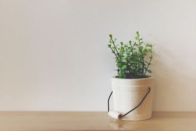 Potted plant on table against wall