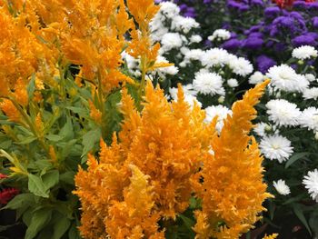 Close-up of marigold flowers blooming outdoors