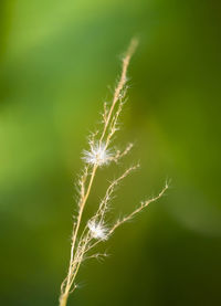 Close-up of stalks in field