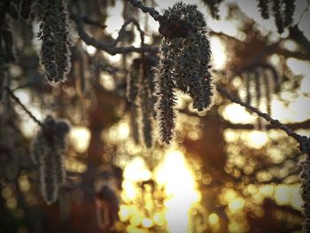 Close-up of snow on plant