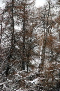 Low angle view of bare trees in winter