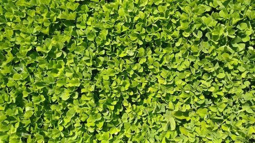 Full frame shot of leaves on field