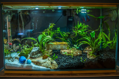 freshwater aquarium