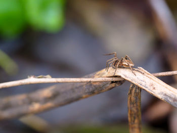 Close-up of insect