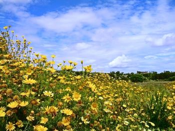 Close-up of flowers in field