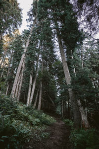 Low angle view of trees growing in forest