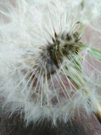 Close-up of dandelion flower