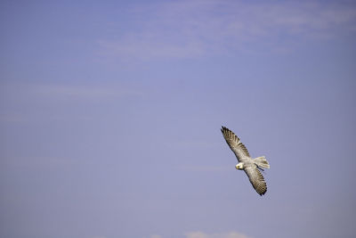 Low angle view of eagle flying in sky