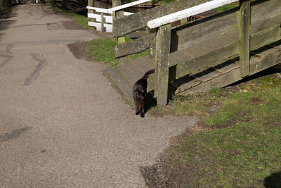 High angle view of dog
