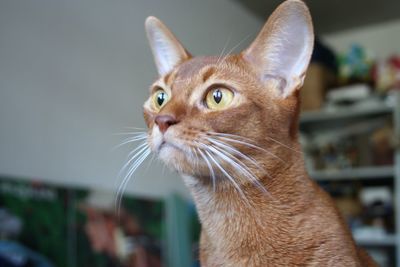 Close-up of a cat looking away