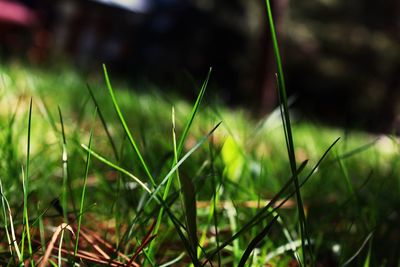 Close-up of fresh green grass in field