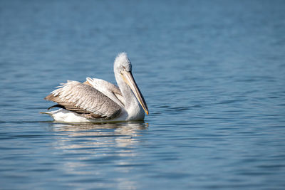 Bird swimming in lake