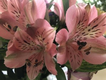 Close-up of pink flowering plant