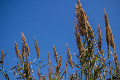 Low angle view of wheat field against clear blue sky