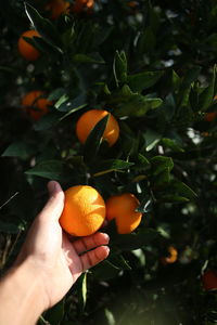 Low angle view of fruits on tree