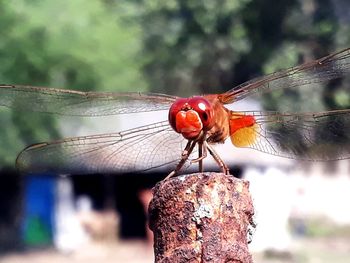 Close-up of dragonfly on wood