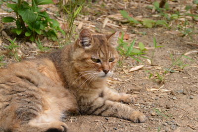 Close-up of a cat resting on field