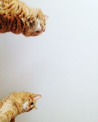 Close-up of ginger cat lying down on white background