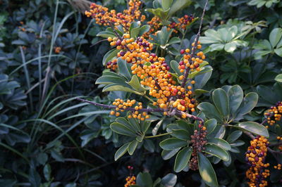 Close-up of fruits on tree