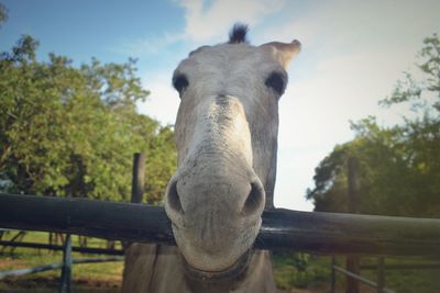 Close-up of horse against trees