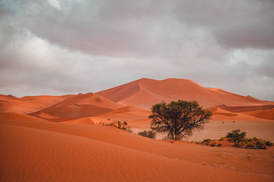 Scenic view of desert against sky