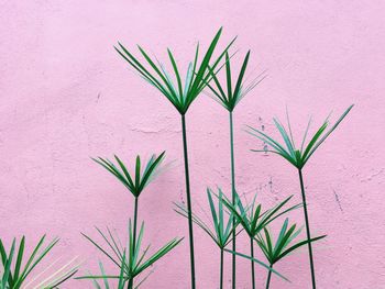 Close-up of potted plant