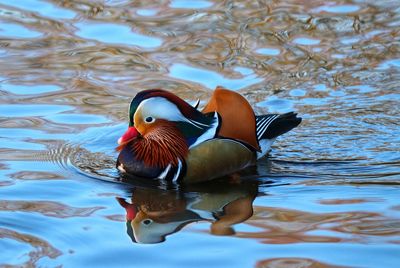 Duck swimming in lake