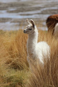 Llama on grassland