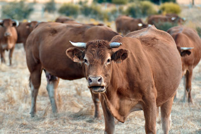 Portrait of cows on field