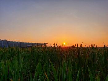 Scenic view of field against sky during sunset