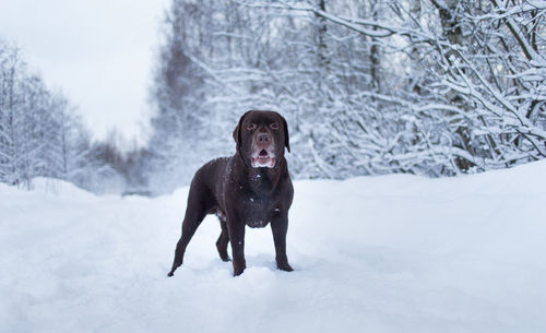 Portrait of dog standing on snow