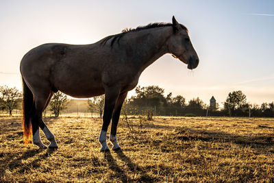 Horse in the field