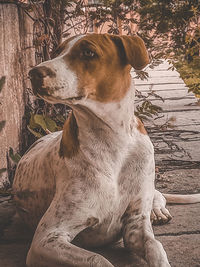 Close-up of a dog looking away