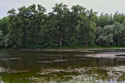 Scenic view of lake by trees against sky