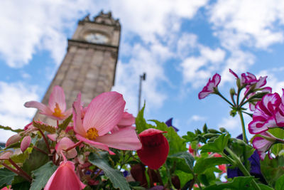 Low angle view of pink flowers against sky