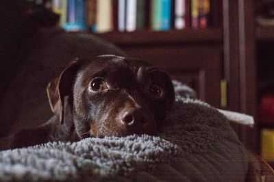 Close-up portrait of puppy