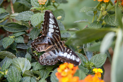 Butterfly on flower