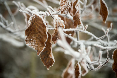 Close-up of dry leaves on tree during winter