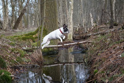 Dog by tree trunk in water