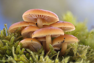 Close-up of mushroom growing on field