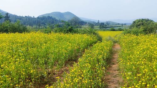 View of yellow flowers in field