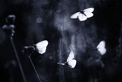 Close-up of butterflies flying over flowers