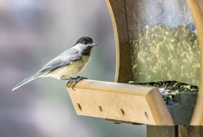 Close-up of bird perching on wood feeder