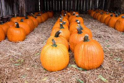 View of pumpkins on field during autumn