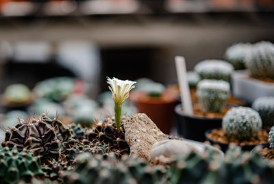 Close-up of cactus plant