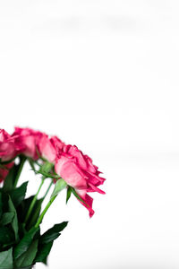 Close-up of pink roses against white background