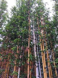 Low angle view of bamboo trees in forest