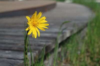 Close-up of yellow flowering plant